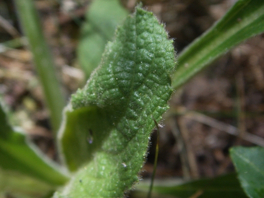 Rosetta basale di Verbascum ?no, Inula conyzae